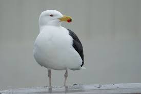 Attēlu rezultāti vaicājumam “Larus marinus adult”
