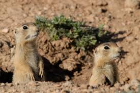 Image result for Ingarfield Condor Team