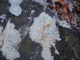 Attēlu rezultāti vaicājumam “Phlebiopsis gigantea”