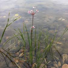 Attēlu rezultāti vaicājumam “Butomus umbellatus”