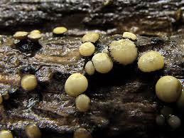 Attēlu rezultāti vaicājumam “Vibrissea decolorans”