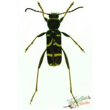 Attēlu rezultāti vaicājumam “Clytus arietis”