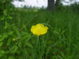 Attēlu rezultāti vaicājumam “Ranunculus acris flower”
