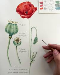 Attēlu rezultāti vaicājumam “Papaveraceae”