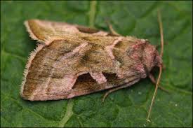 Attēlu rezultāti vaicājumam “Eucarta virgo”