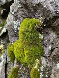 Attēlu rezultāti vaicājumam “Hymenostylium recurvirostrum”