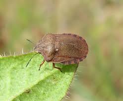 Attēlu rezultāti vaicājumam “Eurygaster testudinaria”