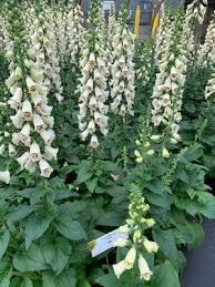 Attēlu rezultāti vaicājumam “Digitalis purpurea flower”