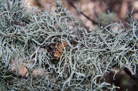 Attēlu rezultāti vaicājumam “Ramalina calicaris”