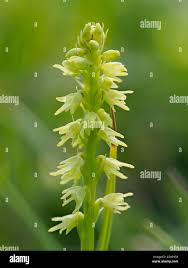 Attēlu rezultāti vaicājumam “Herminium monorchis”