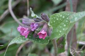 Image result for Pulmonaria officinalis