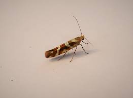 Attēlu rezultāti vaicājumam “Argyresthia goedartella”