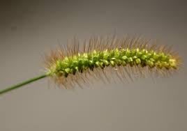 Attēlu rezultāti vaicājumam “Setaria glauca”