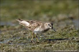 Image result for Calidris minutilla