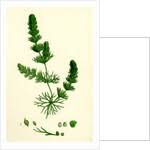 Attēlu rezultāti vaicājumam “Ceratophyllum submersum”