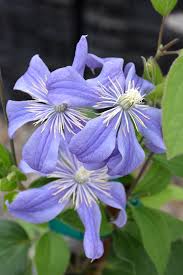 Attēlu rezultāti vaicājumam “Clematis flower”