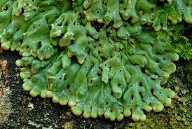 Attēlu rezultāti vaicājumam “Menegazzia terebrata”