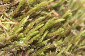 Attēlu rezultāti vaicājumam “Bryum neodamense macro”