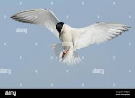 Image result for Gelochelidon nilotica