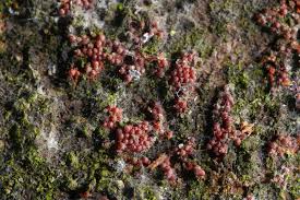 Attēlu rezultāti vaicājumam “Nectria sp., Neonectria sp.”