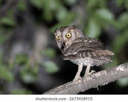 Image result for Otus scops