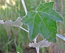 Attēlu rezultāti vaicājumam “Populus alba”