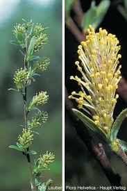 Attēlu rezultāti vaicājumam “Salix repens subsp. rosmarinifolia flower”