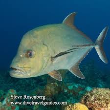 Image result for Caranx bartholomaei