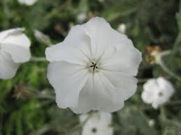 Image result for Lychnis coronaria alba