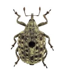 Attēlu rezultāti vaicājumam “Curculionidae”