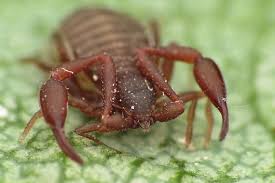 Attēlu rezultāti vaicājumam “Chelifer cancroides”