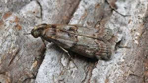 Attēlu rezultāti vaicājumam “Phycita roborella”