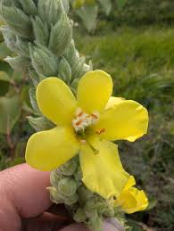 Image result for Verbascum densiflorum