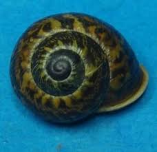 Attēlu rezultāti vaicājumam “Fruticola fruticum”