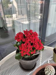 Image result for Kalanchoe blossfeldiana