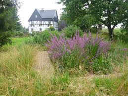 Image result for Blutweiderich