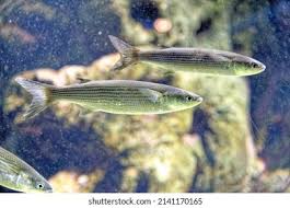 Image result for Chelon saliens