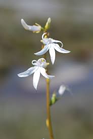 Attēlu rezultāti vaicājumam “Lobelia dortmanna flower”