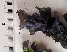 Attēlu rezultāti vaicājumam “Collema”