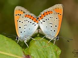 Attēlu rezultāti vaicājumam “Lycaena dispar male”