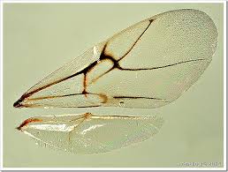 Attēlu rezultāti vaicājumam “Aulacidea hieracii”