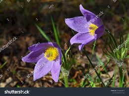 Attēlu rezultāti vaicājumam “Pulsatilla pratensis flower”
