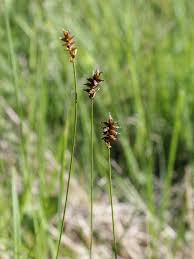 Attēlu rezultāti vaicājumam “Carex dioica”