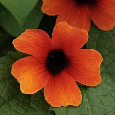 Image result for Thunbergia alata