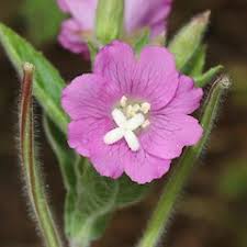 Attēlu rezultāti vaicājumam “Epilobium hirsutum flower”