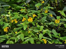 Attēlu rezultāti vaicājumam “Impatiens noli-tangere leaf”