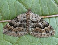 Attēlu rezultāti vaicājumam “Xanthorhoe quadrifasiata”