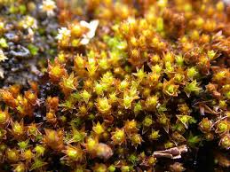 Attēlu rezultāti vaicājumam “Didymodon rigidulus”