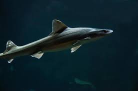 Image result for Mustelus asterias