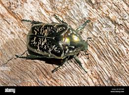 Attēlu rezultāti vaicājumam “Liocola lugubris”